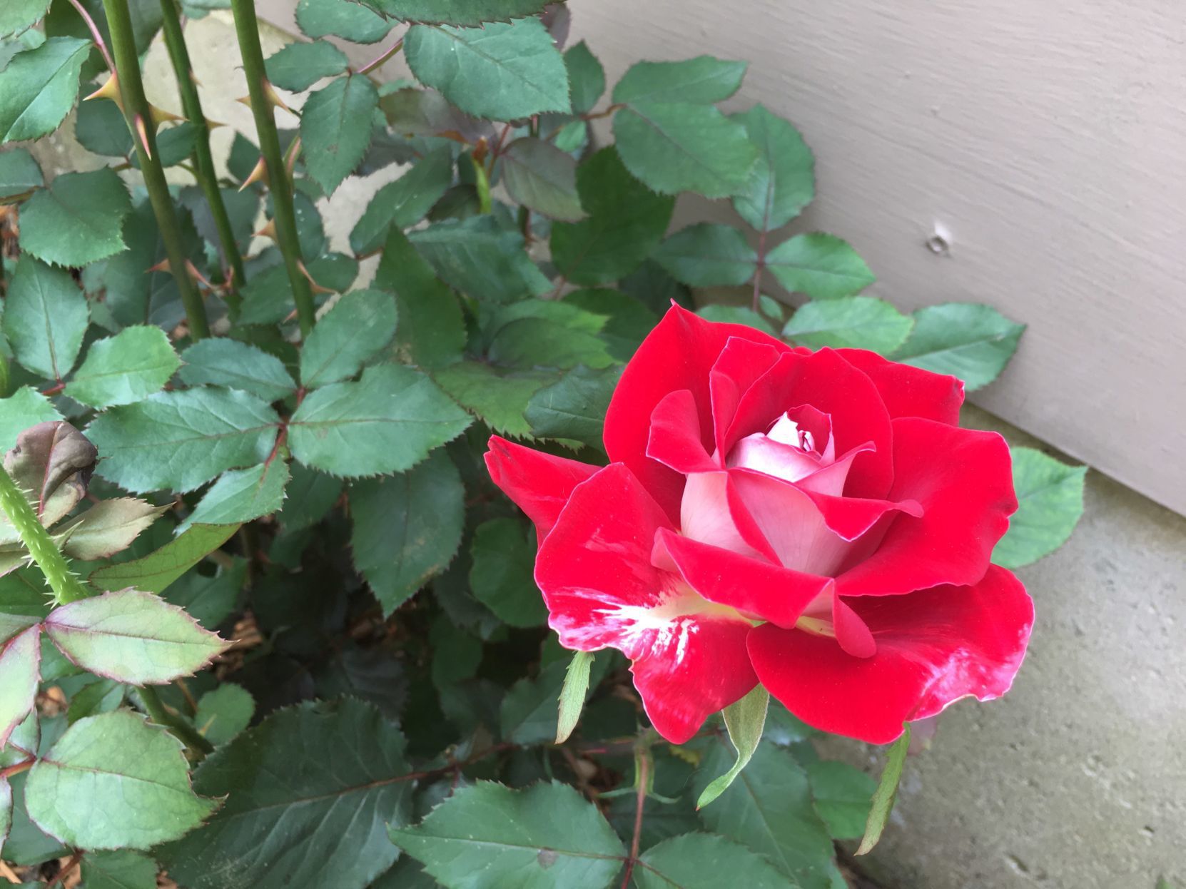 rose